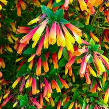 2x Jacobinia pauciflora 'Brazilian Fuchsia' Jumbo Plug Plants - 24HR DISPATCH