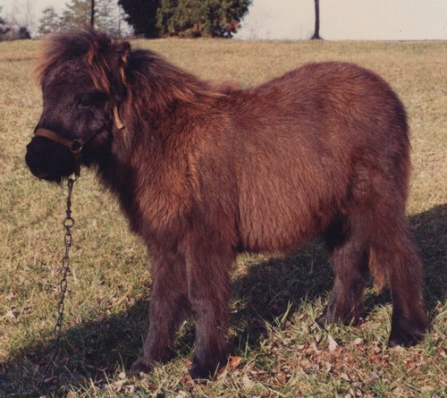 1990s miniature horse pony - 1990s,