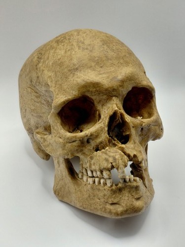 Life size adult - human, skull