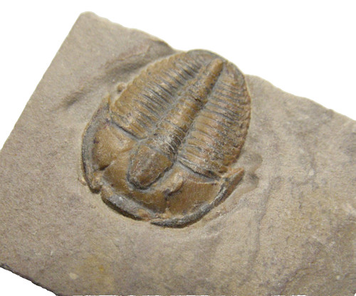 Cambrian elrathia kingi - cambrian,