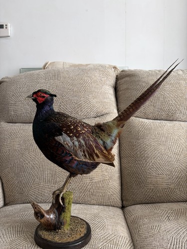 Pheasant taxidermy standing - pheasant,