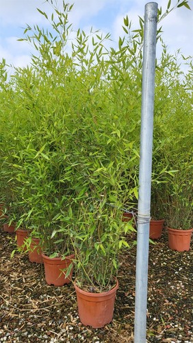 Extra large bamboo bissetii - extra,