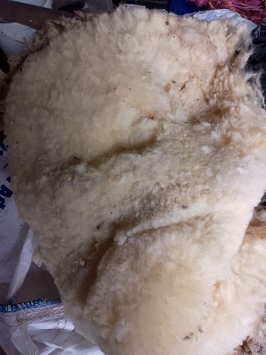 Beulah fleece raw unwashed - beulah, fleece,