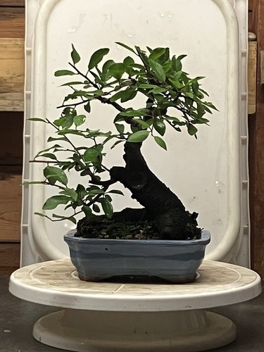 Shohin blackthorn bonsai - shohin,