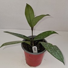 Hoya carnosa Wax potted young