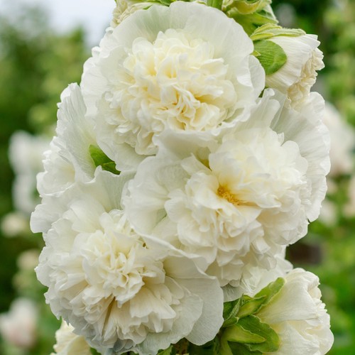 Alcea double white hollyhock - alcea,