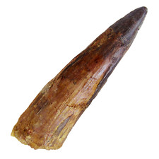 Spinosaur Dinosaur Tooth Real Fossil Spinosaurus Teeth