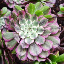 Aeonium Glow Worm Variegated