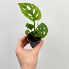 Monstera adansonii, Monkey