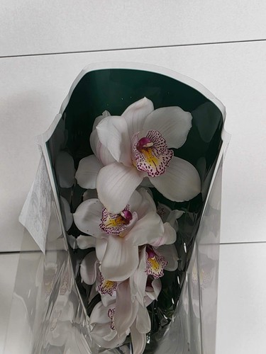 Farm fresh orchid cymbidium - fresh, orchid/cymbidium