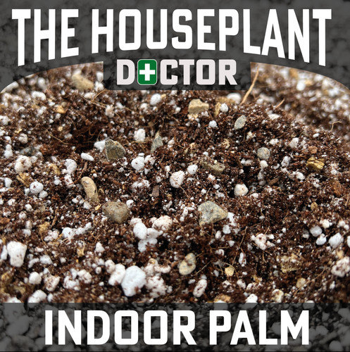 Indoor palm tree - tree, compost
