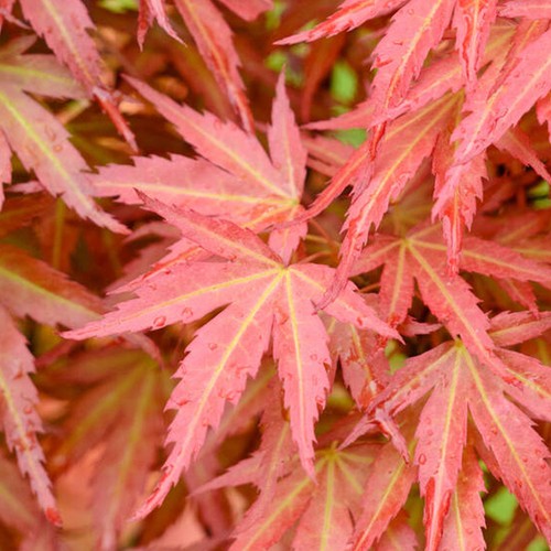 Acer palmatum wilsons - palmatum,