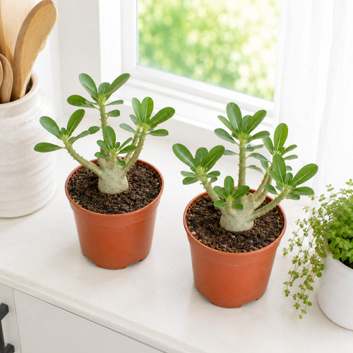 Desert rose adenium obesum - rose,