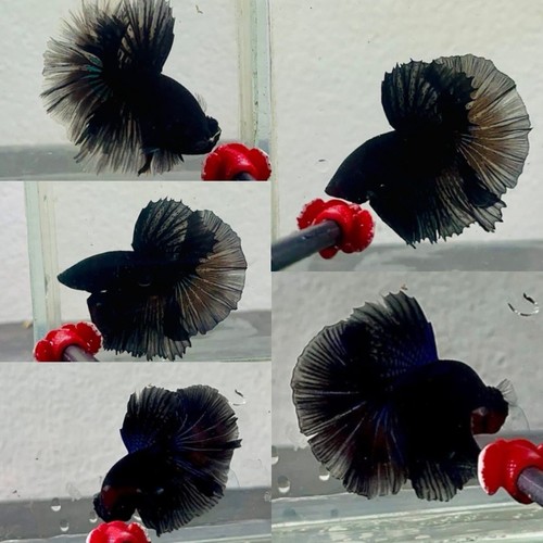 Male super back halfmoon - super,