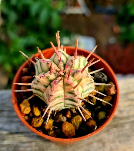 Euphorbia meloformis - euphorbia,