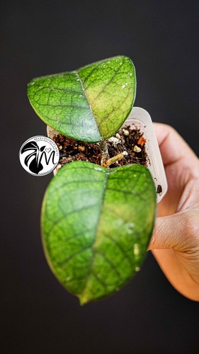 Hoya motoskei full - motoskei, plant
