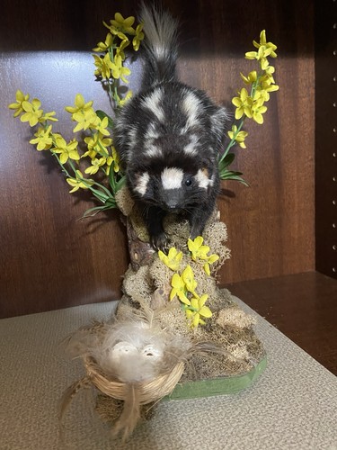 Spotted eastern skunk mount - spotted,