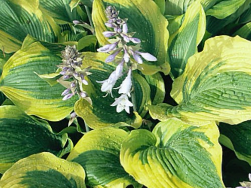 Hosta atlantis 2 - , lt
