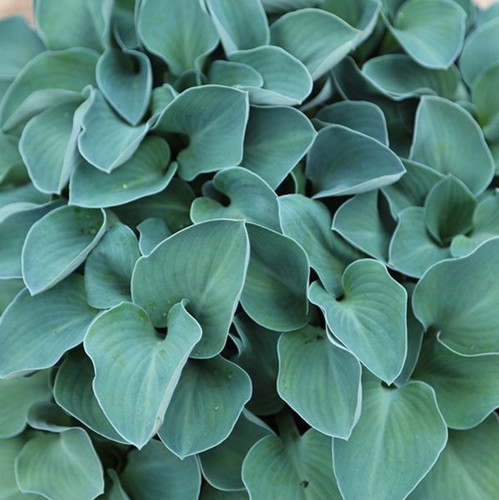 Hosta blue mouse ears 2 - ears, a