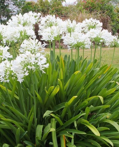 Agapanthus africanus white - 8x,