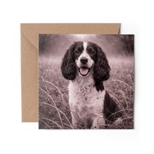 1 x Springer Spaniel Dog