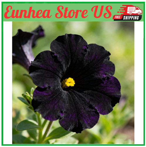 300 petunia seeds - petunia,