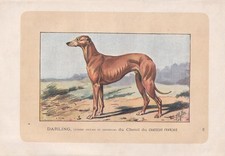 1896 GREYHOUND DOG Print - Dog