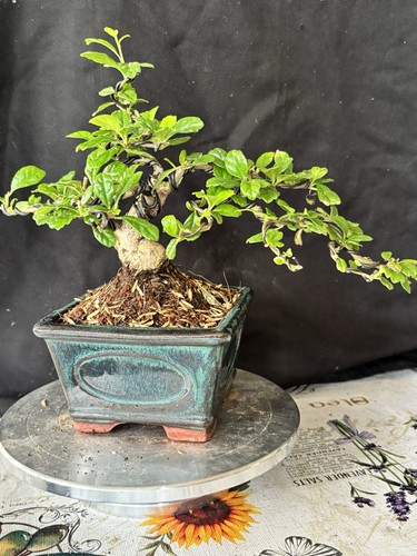 Semi cascading fukien tea - semi,