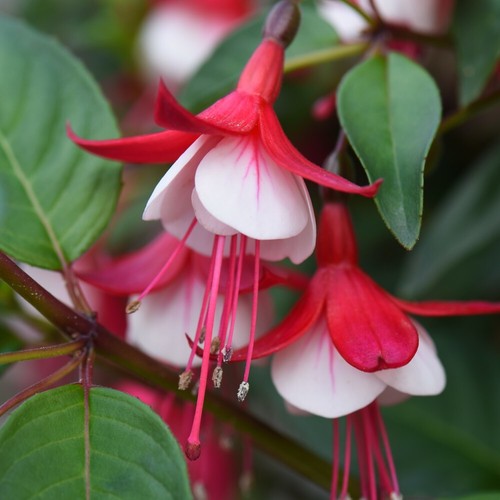 Fuchsia skyrocket garden - t&m,