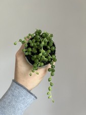 String Of Pearls - 6cm