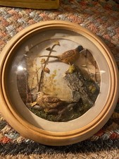 H E Hervey Diorama Pheasants 5
