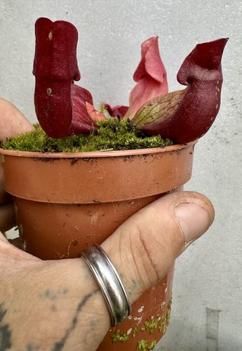 Sarracenia purpurea drosera - sarracenia, +