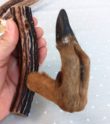Vintage french taxidermy - french,