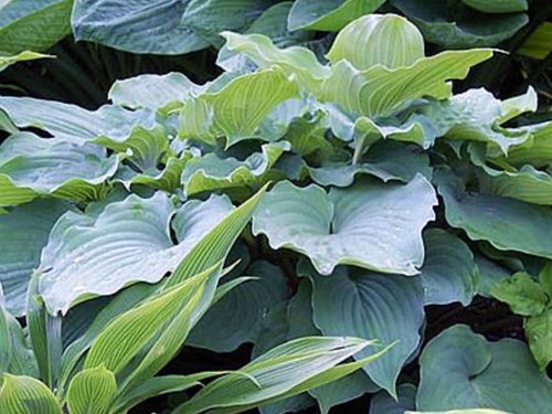 Hosta sky dancer - hosta, 3