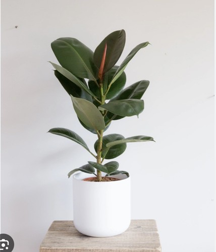 Ficus rubber indoor plant - ficus,