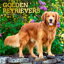 Golden Retrievers | 2026 12x24" Square Wall Calendar | Plastic-Free