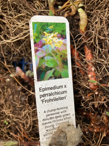 Epimedium perralchicum - epimedium, x