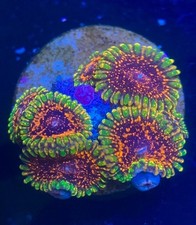 OG Dayglo Volcano High End Zoa Zoanthid 1 polyp Frag Coral