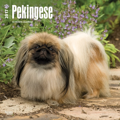 Pekingese 2017 calendar - 2017,