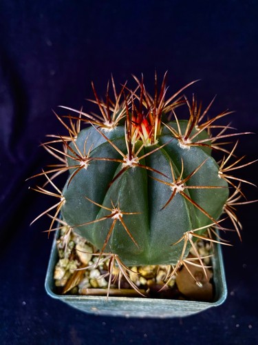Melocactus bahiensis