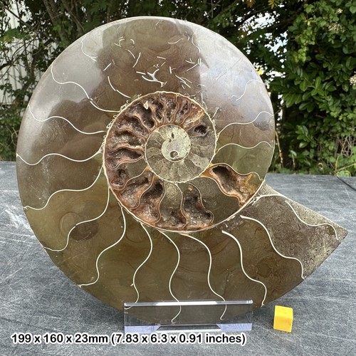 Polished ammonite single