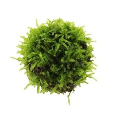 Floating Moss Ball