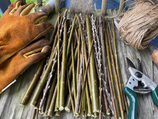 Super willow 100 x salix - 100,