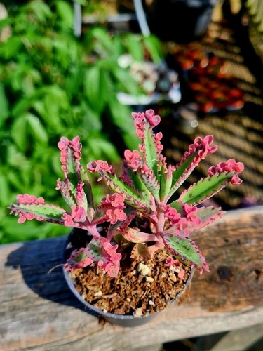 Kalanchoe houghtonii - kalanchoe, x