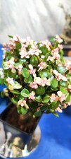 Jade Leaf Succulent Plant 5-7 Years