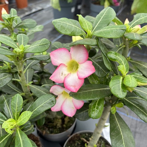 Adenium obesum pinkstar - adenium,