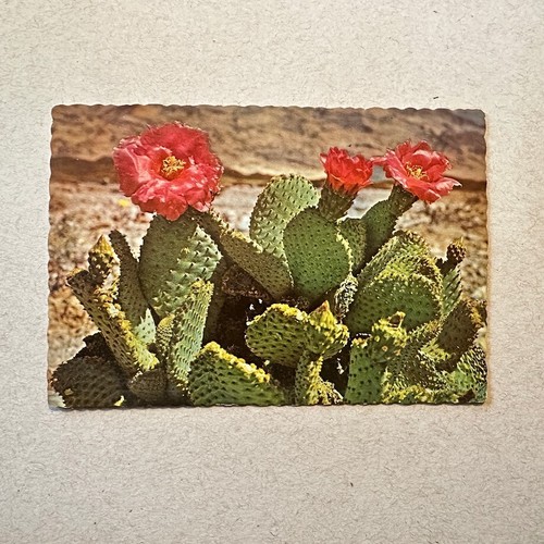 Magenta beaver tail cactus - magenta,