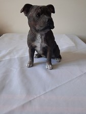 Staffordshire Brindle Staffie