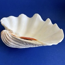 Large Clam Shell 14.5” By 10” Real Tridacna Gigas Ocean Natural Seashell