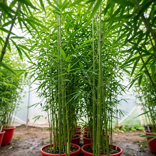 Bamboo plant seeds 200pcs - bamboo,